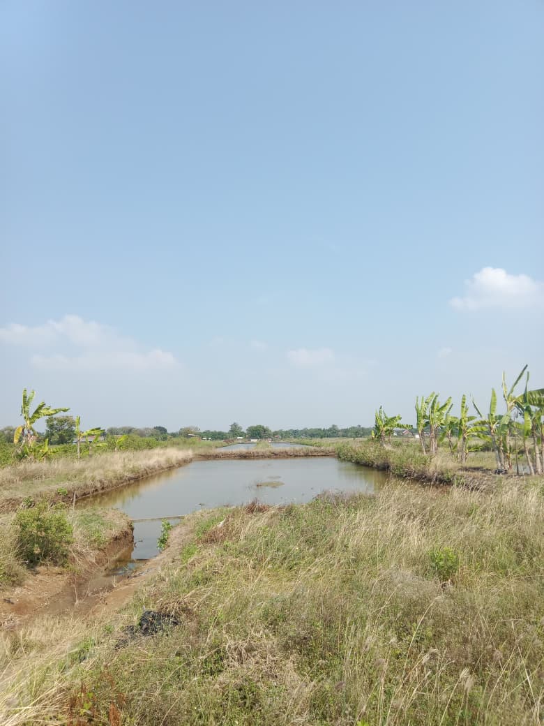 Budidaya Ikan & Udang