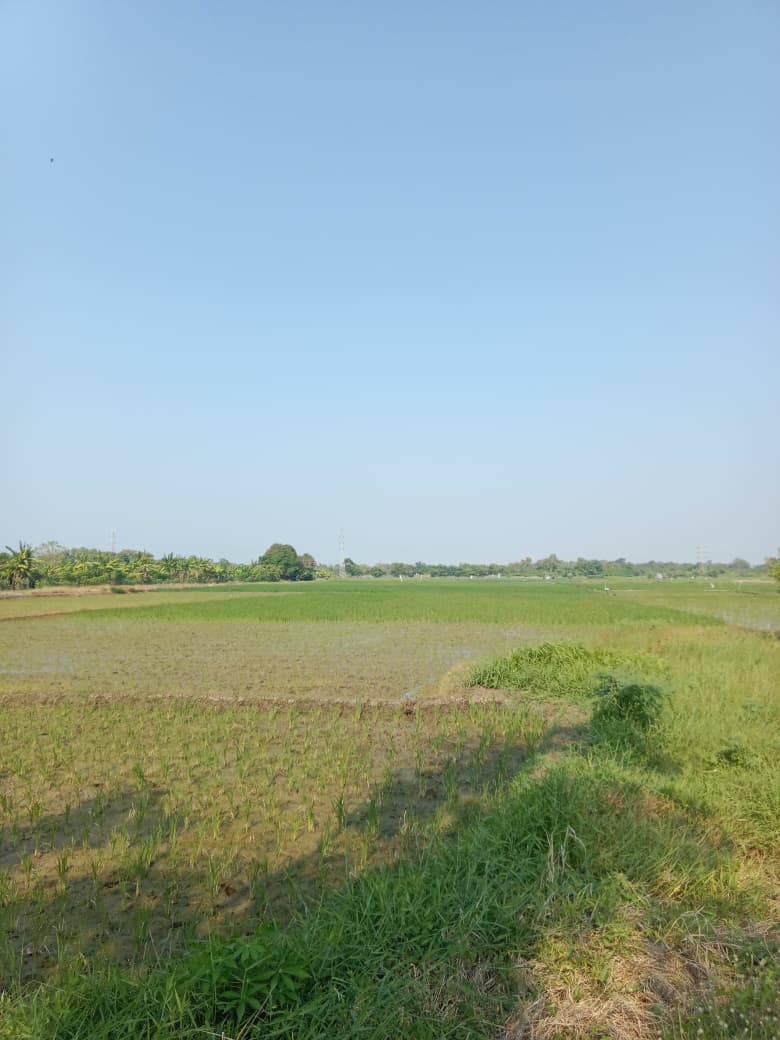Budidaya Padi