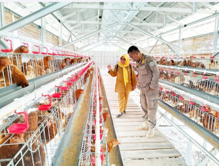 Peternakan Ayam