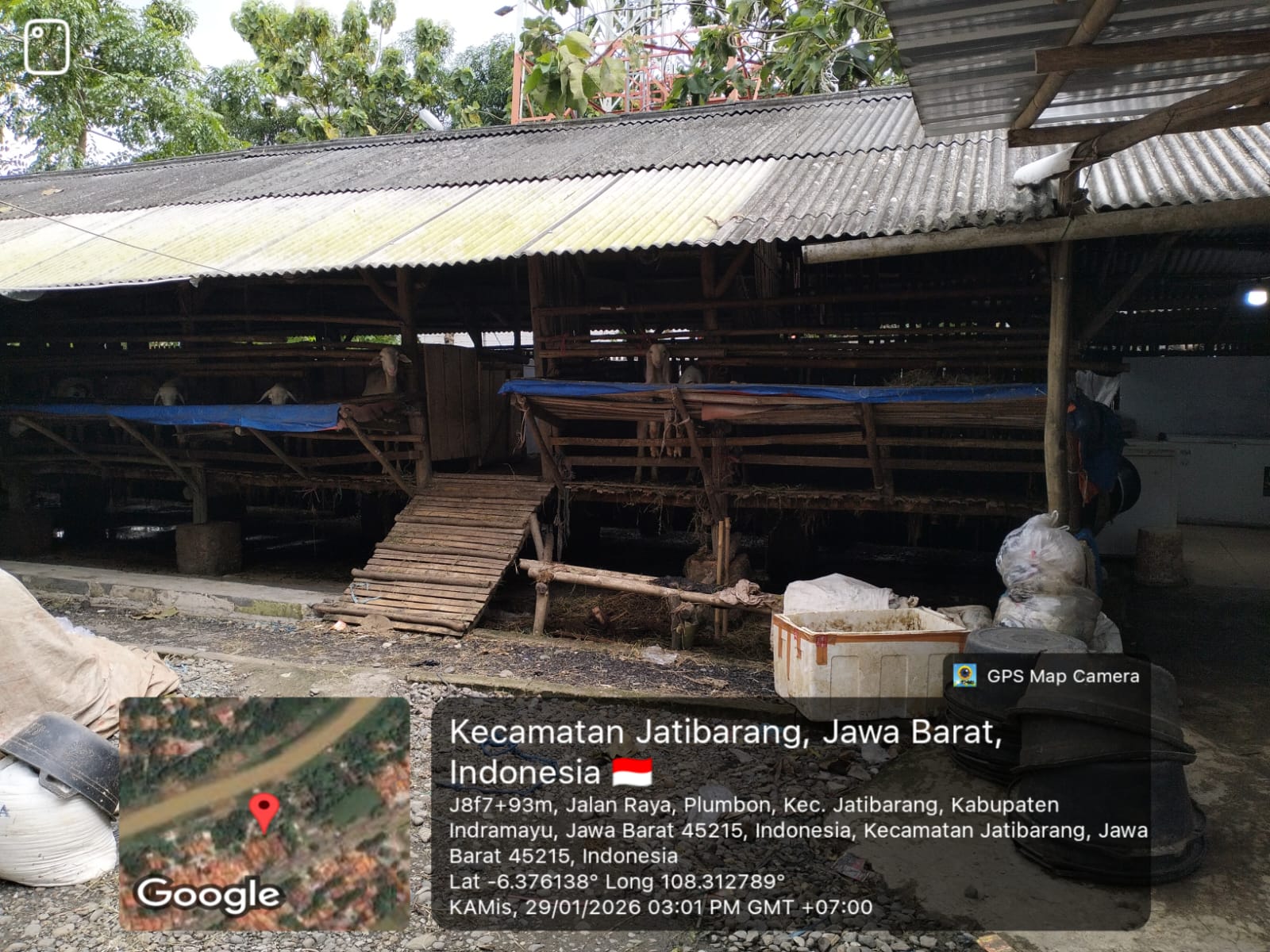 Peternakan Kambing