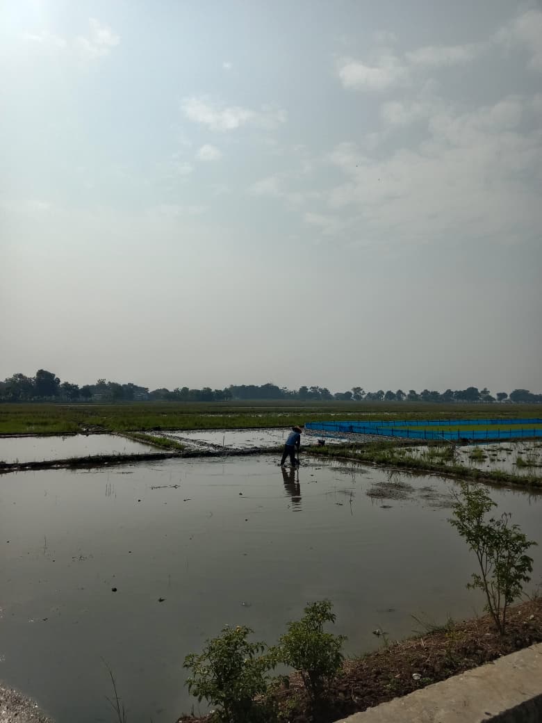 Budidaya Padi